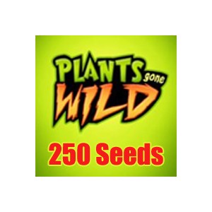 PGW Seeds 250 (Jasa Isi)